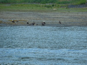 Eagles on the beach.