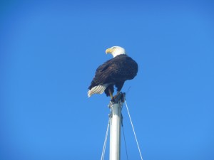 Brave one on a mast on the sailboat near us.