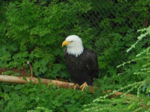 The Raptor Center