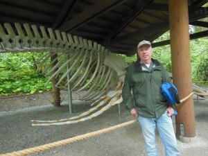 We stopped to see the skeleton display of Snow, a humpback, whale that was killed by a cruise ship in Glacier Bay. She was huge.